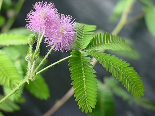 TickleMe Plant Seeds Packets (2) Party Favor! Leaves Fold Together When You Tickle It. Great Science Fun, Easy to Grow Indoors. It Can Flower. Include 10 Activities. Re-Opens in Minutes!