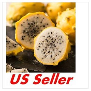 Ky Garden Yellow Dragon Fruit Variety PALORA, Flesh Cutting Pitaya 2.8-3.0 Foot