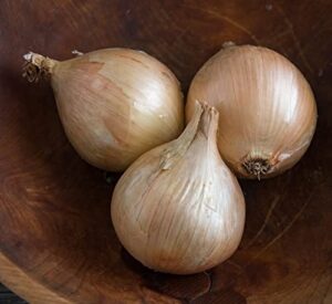 david’s garden seeds onion long day ailsa craig fba-5127 (yellow) 200 non-gmo, heirloom seeds