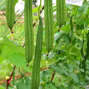 gourd seeds – buab moom – hybrid – 2 g packet ~10 seeds – non-gmo, f1 hybrid – asian garden vegetable