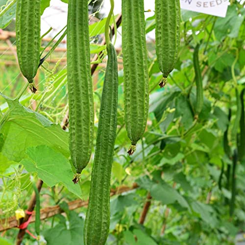 Gourd Seeds - Buab Moom - Hybrid - 2 g Packet ~10 Seeds - Non-GMO, F1 Hybrid - Asian Garden Vegetable