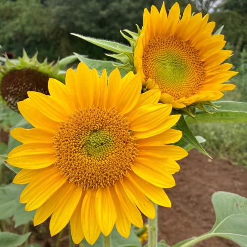 CHUXAY GARDEN Sunrich Gold Sunflower 1000 Seeds Lovely Gold Flowers Easy Care High Germination Rate Showy Accent Plant Great for Wedding Bouquets