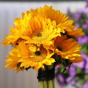 CHUXAY GARDEN Sunrich Gold Sunflower 1000 Seeds Lovely Gold Flowers Easy Care High Germination Rate Showy Accent Plant Great for Wedding Bouquets