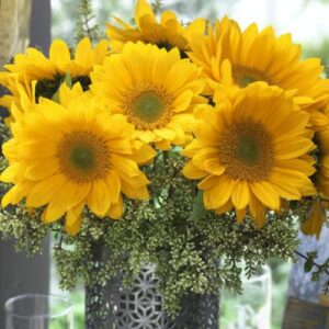 CHUXAY GARDEN Sunrich Gold Sunflower 1000 Seeds Lovely Gold Flowers Easy Care High Germination Rate Showy Accent Plant Great for Wedding Bouquets