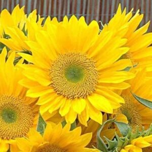 CHUXAY GARDEN Sunrich Gold Sunflower 1000 Seeds Lovely Gold Flowers Easy Care High Germination Rate Showy Accent Plant Great for Wedding Bouquets