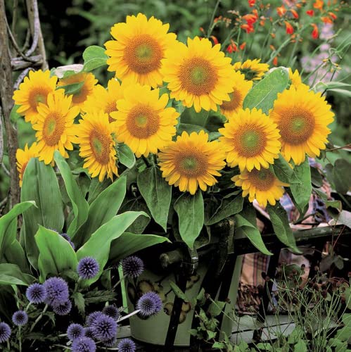 CHUXAY GARDEN Sunrich Gold Sunflower 1000 Seeds Lovely Gold Flowers Easy Care High Germination Rate Showy Accent Plant Great for Wedding Bouquets