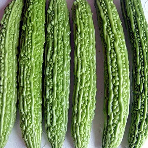 YEGAOL Garden 30Pcs Bitter Gourd Seeds Organic Non-GMO Perennial Container Garden Backyard Plant Vegetable Seeds