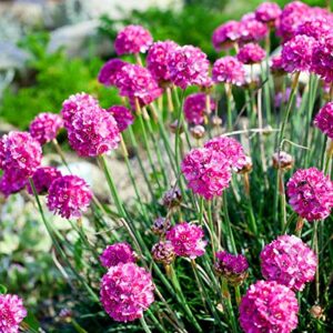 outsidepride armeria maritima thrift sea pink garden flower plant seed – 2000 seeds