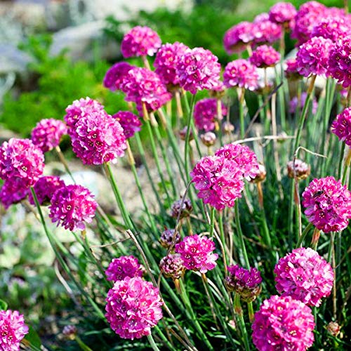 Outsidepride Armeria Maritima Thrift Sea Pink Garden Flower Plant Seed - 2000 Seeds