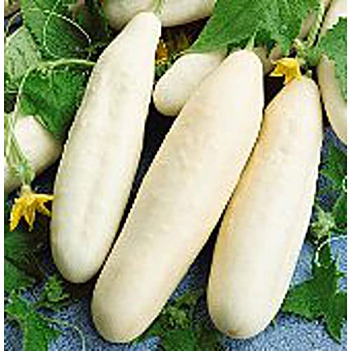 White Wonder Cucumbers Seeds (20+ Seeds) | Non GMO | Vegetable Fruit Herb Flower Seeds for Planting | Home Garden Greenhouse Pack