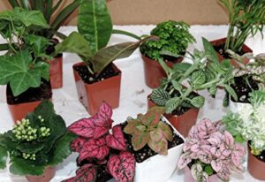 terrarium & fairy garden plants -3 plants in 2.5″ pots unique-jmbamboo