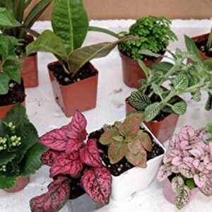 Terrarium & Fairy Garden Plants -3 Plants in 2.5" pots unique-jmbamboo