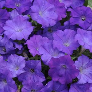 outsidepride shock wave spreading denim spreading garden flowers for hanging baskets, pots, containers, beds – 30 seeds