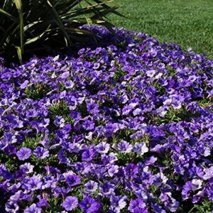 Outsidepride Shock Wave Spreading Denim Spreading Garden Flowers for Hanging Baskets, Pots, Containers, Beds - 30 Seeds
