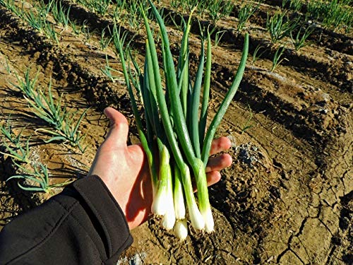 Tokyo Long White Bunching Onion Seeds for Planting, 300+ Heirloom Seeds Per Packet, (Isla's Garden Seeds), Non GMO Seeds, Botanical Name: Allium fistulosum, Garden Gift!