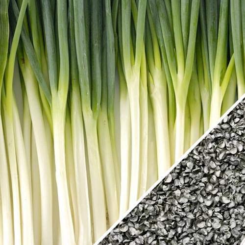 Tokyo Long White Bunching Onion Seeds for Planting, 300+ Heirloom Seeds Per Packet, (Isla's Garden Seeds), Non GMO Seeds, Botanical Name: Allium fistulosum, Garden Gift!