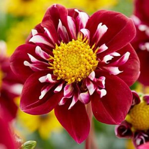 Votaniki Collarette Impression Fantastico Dahlia Bulbs - Large Blooms, Double Petals Dahlia Flower Bulbs, Perfect for Summer Gardens - Easy to Grow (1 Pack)