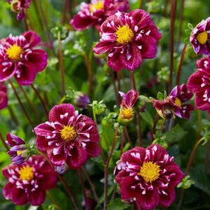 Votaniki Collarette Impression Fantastico Dahlia Bulbs - Large Blooms, Double Petals Dahlia Flower Bulbs, Perfect for Summer Gardens - Easy to Grow (1 Pack)