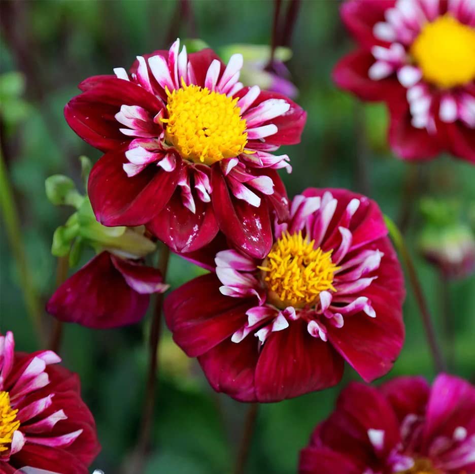 Votaniki Collarette Impression Fantastico Dahlia Bulbs - Large Blooms, Double Petals Dahlia Flower Bulbs, Perfect for Summer Gardens - Easy to Grow (1 Pack)