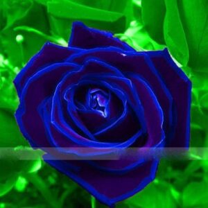 zennixplus purple blue rose big flowering plants strong fragrant dazzling garden flower