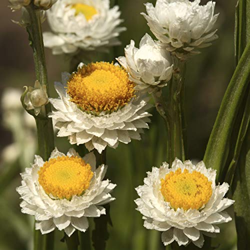 Outsidepride Ammobium Alatum Winged Everlasting Garden Flower Plant Seeds - 5000 Seeds