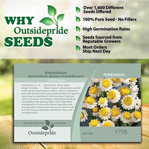 Outsidepride Ammobium Alatum Winged Everlasting Garden Flower Plant Seeds - 5000 Seeds