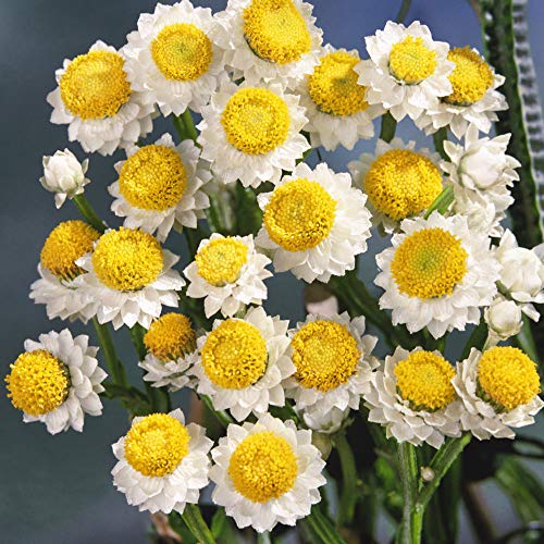 Outsidepride Ammobium Alatum Winged Everlasting Garden Flower Plant Seeds - 5000 Seeds