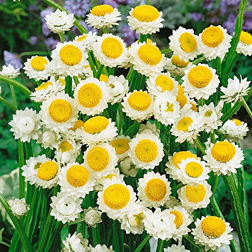 Outsidepride Ammobium Alatum Winged Everlasting Garden Flower Plant Seeds - 5000 Seeds