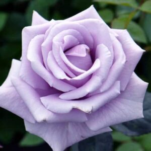 chuxay garden sterling silver rose seed,hybrid tea rose 100 seeds beauty flowers highly fragrant showy display beautiful potted plants