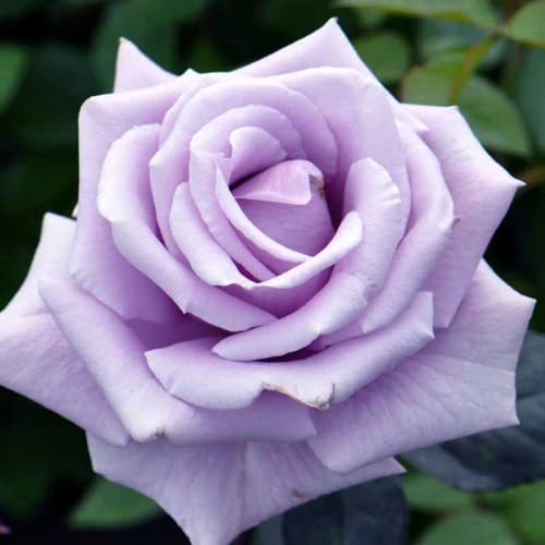 CHUXAY GARDEN Sterling Silver Rose Seed,Hybrid Tea Rose 100 Seeds Beauty Flowers Highly Fragrant Showy Display Beautiful Potted Plants