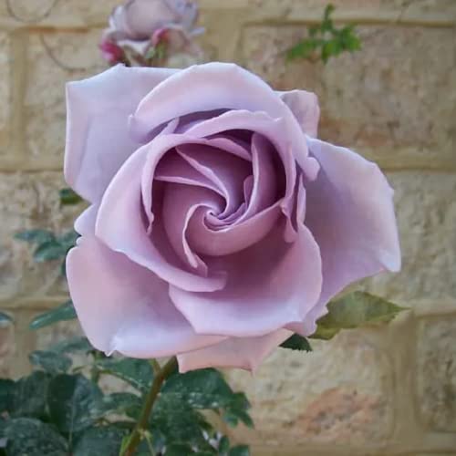 CHUXAY GARDEN Sterling Silver Rose Seed,Hybrid Tea Rose 100 Seeds Beauty Flowers Highly Fragrant Showy Display Beautiful Potted Plants