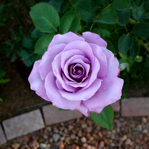 CHUXAY GARDEN Sterling Silver Rose Seed,Hybrid Tea Rose 100 Seeds Beauty Flowers Highly Fragrant Showy Display Beautiful Potted Plants