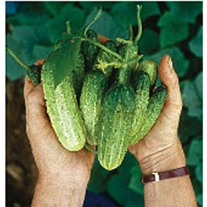 northern pickling cucumbers seeds (20+ seeds) | non gmo | vegetable fruit herb flower seeds for planting | home garden greenhouse pack