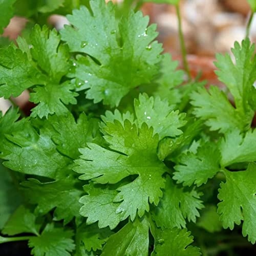 800+ Coriander Seeds for Planting Herb Seeds Collection for Your Indoor Herb Garden