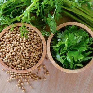 800+ Coriander Seeds for Planting Herb Seeds Collection for Your Indoor Herb Garden