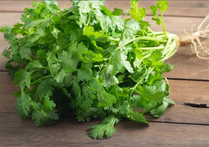 800+ Coriander Seeds for Planting Herb Seeds Collection for Your Indoor Herb Garden