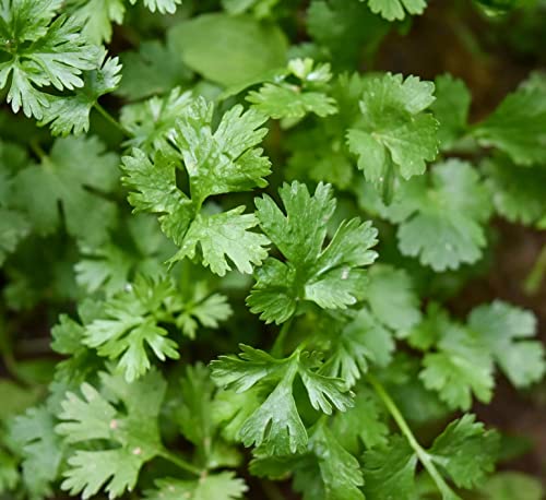 800+ Coriander Seeds for Planting Herb Seeds Collection for Your Indoor Herb Garden