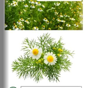 "Common German Chamomile" Flower/Herb Seeds for Planting, 1000+ Seeds Per Packet, (Isla's Garden Seeds), Non GMO & Heirloom Seeds, Botanical Name: Matricaria chamomilla, Great Herb Garden Gift