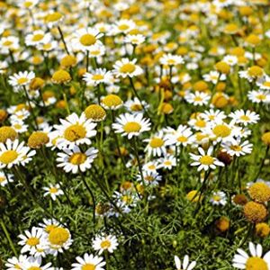 "Common German Chamomile" Flower/Herb Seeds for Planting, 1000+ Seeds Per Packet, (Isla's Garden Seeds), Non GMO & Heirloom Seeds, Botanical Name: Matricaria chamomilla, Great Herb Garden Gift