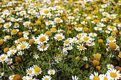 "Common German Chamomile" Flower/Herb Seeds for Planting, 1000+ Seeds Per Packet, (Isla's Garden Seeds), Non GMO & Heirloom Seeds, Botanical Name: Matricaria chamomilla, Great Herb Garden Gift