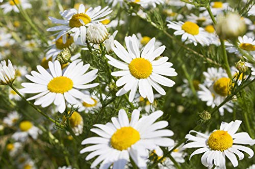 "Common German Chamomile" Flower/Herb Seeds for Planting, 1000+ Seeds Per Packet, (Isla's Garden Seeds), Non GMO & Heirloom Seeds, Botanical Name: Matricaria chamomilla, Great Herb Garden Gift