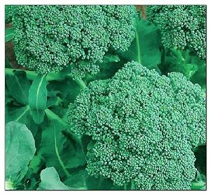 250 broccoli seeds | non-gmo | fresh garden seeds