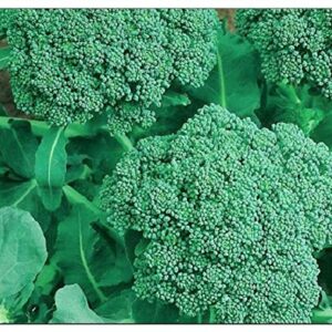 250 Broccoli Seeds | Non-GMO | Fresh Garden Seeds