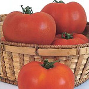 celebrity tomato seeds (20+ seeds) | non gmo | vegetable fruit herb flower seeds for planting | home garden greenhouse pack
