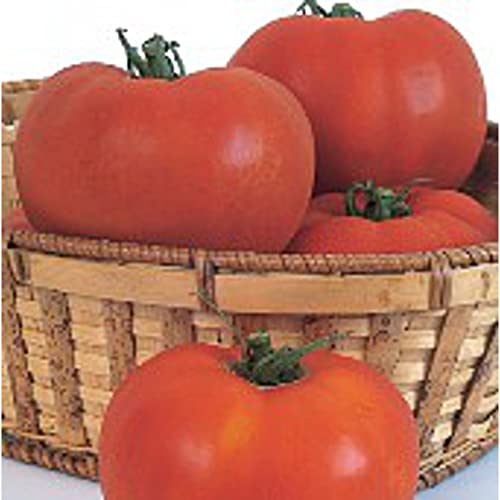 Celebrity Tomato Seeds (20+ Seeds) | Non GMO | Vegetable Fruit Herb Flower Seeds for Planting | Home Garden Greenhouse Pack