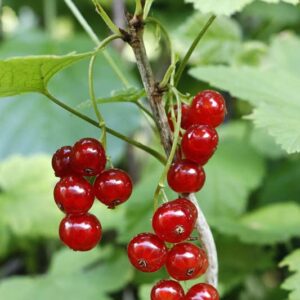 Bobby Courtyard 100 Pcs Red Lake Currant Seeds Currant Ribes Fruit Shrub Seeds - Fruit Tree Plant Seeds for Planting Home Garden