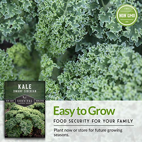 Survival Garden Seeds - Dwarf Siberian Kale Seed for Planting - Packet with Instructions to Plant and Grow Ornamental or Delicious Edible Kale in Your Home Vegetable Garden - Non-GMO Heirloom Variety