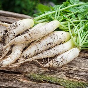 White Icicle Radish Seeds for Planting, 200+ Heirloom Seeds Per Packet, (Isla's Garden Seeds), Non GMO Seeds, Botanical Name: Raphanus sativus, Great Home Garden Gift