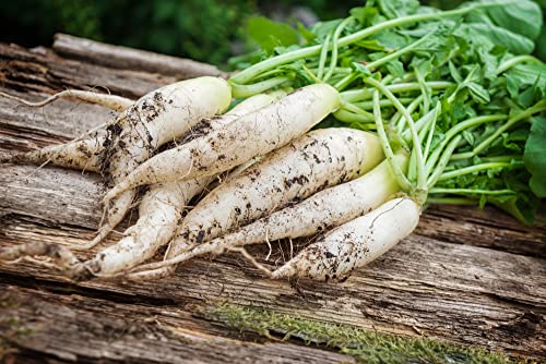 White Icicle Radish Seeds for Planting, 200+ Heirloom Seeds Per Packet, (Isla's Garden Seeds), Non GMO Seeds, Botanical Name: Raphanus sativus, Great Home Garden Gift