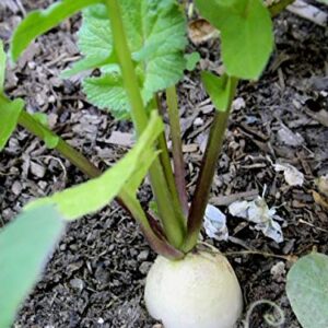 White Icicle Radish Seeds for Planting, 200+ Heirloom Seeds Per Packet, (Isla's Garden Seeds), Non GMO Seeds, Botanical Name: Raphanus sativus, Great Home Garden Gift